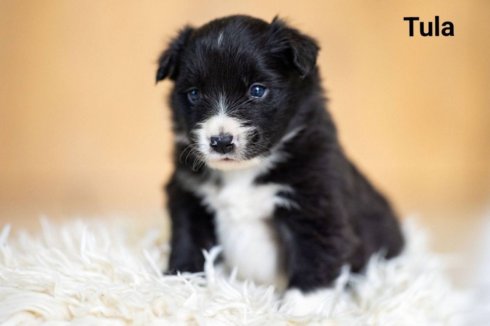 Szczenię Border Collie suczka Tula Zagroda Billego ZKwP FCI