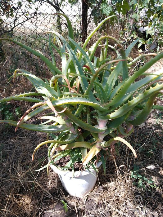 Алоэ столетник .