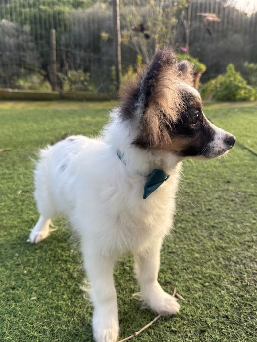 Epagnuel Anão Continental Papillon