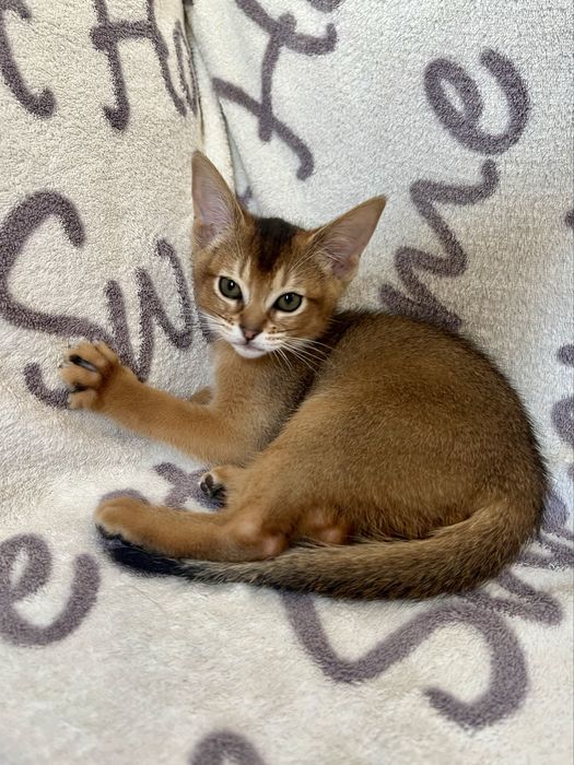 Абіссинські кошенята абиссинские котята