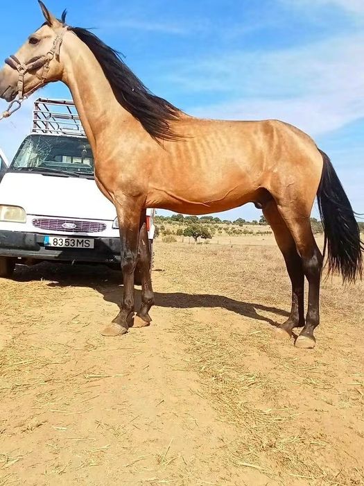Cavalo baio 1/64