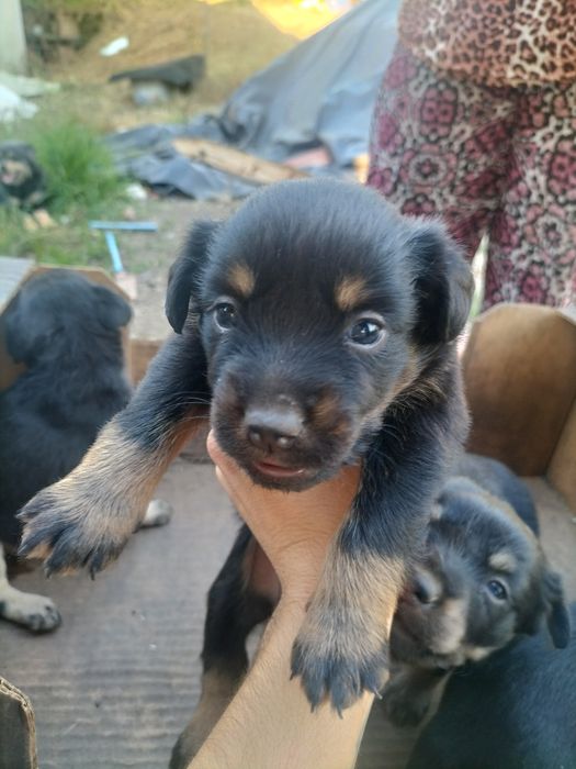 Cãezinhos para adoção