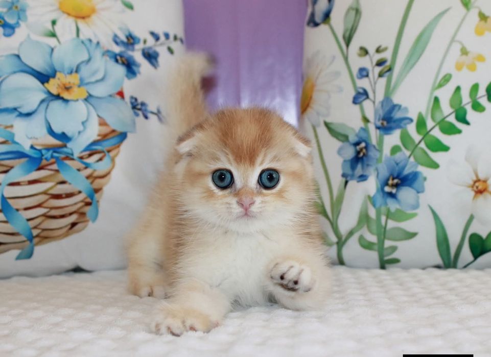 Мальчишка Scottish Fold