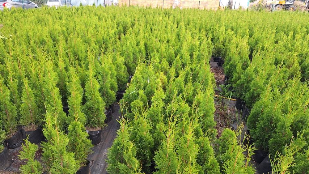 Tuja Szmaragd  70cm w doniczkach