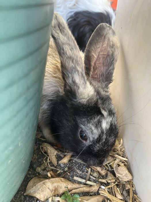 Coelhinho de 7 meses