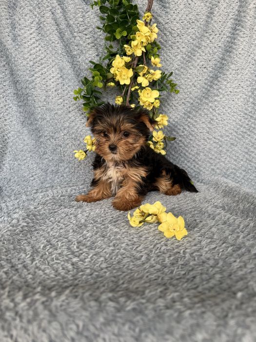 Estupendo mini mini Yorkshire Terrier de Qualidade