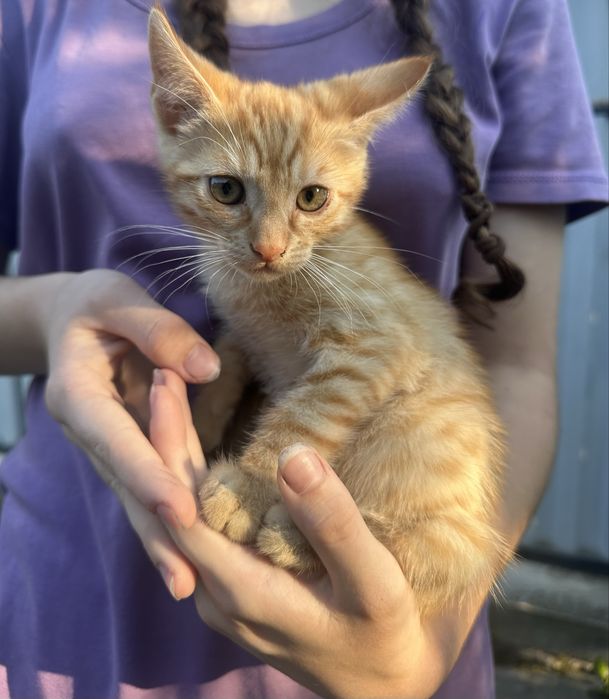Віддам котика в добрі руки! Безкоштовно
