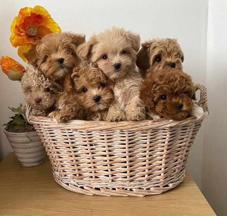 Пуделі Ред Браун і мальтіпу F1 і ф2 хлопчики і дівчатка міні зі Львова