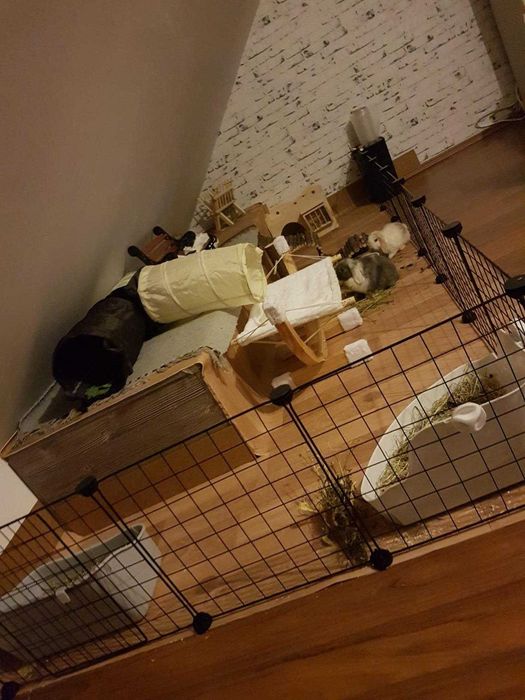 Klatka dla gryzoni królików świnki morskiej psa kota NOWA modułowa