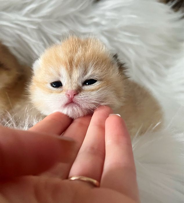 Дівчинка золота шиншила