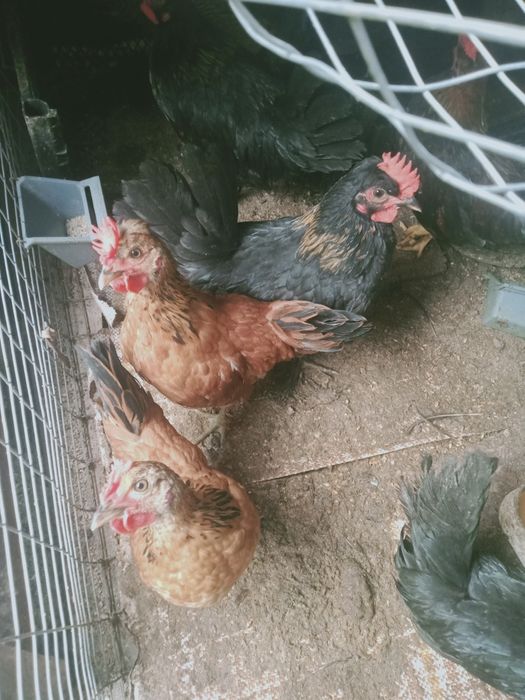 Молоді півники породи бентамка (корольок)