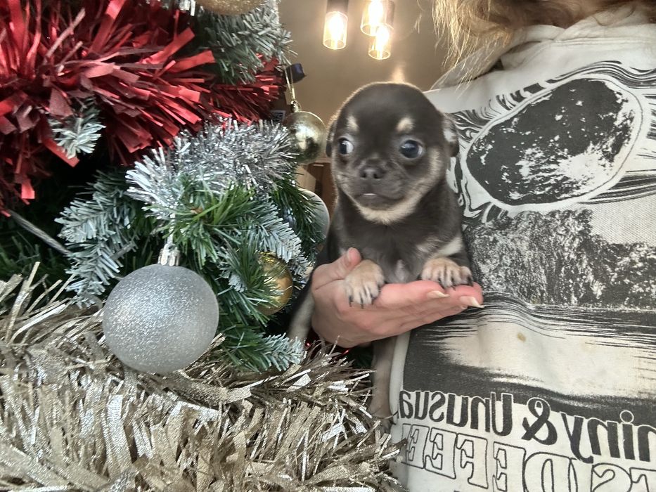 Chihuahua macho pronto para entrega