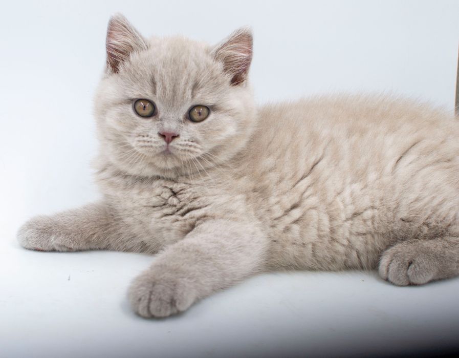 Британське лілове кошеня