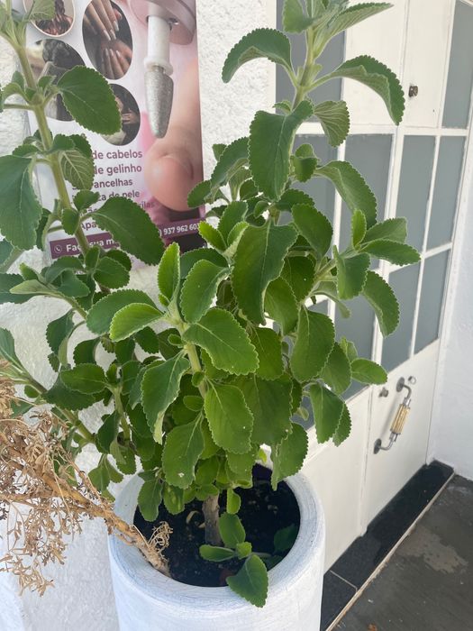 Planta Medicinal Boldo do Brasil