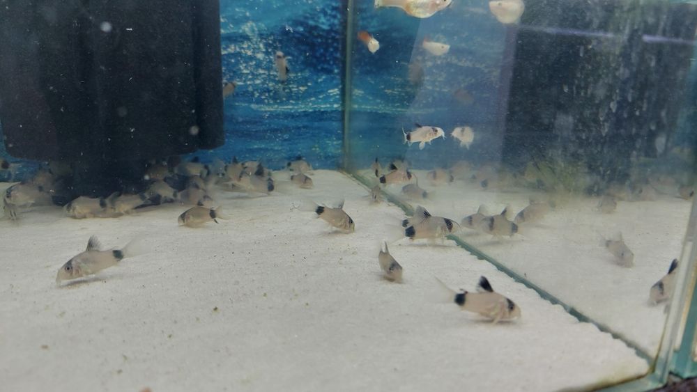 Kirys panda  (Corydoras panda) WYSYŁKA AKWAWIN