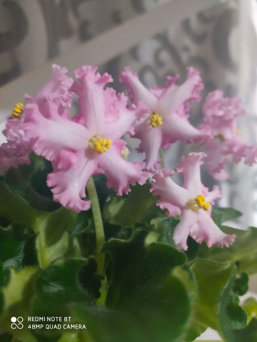 Сортовые фиалки, цветы, комнатные растения