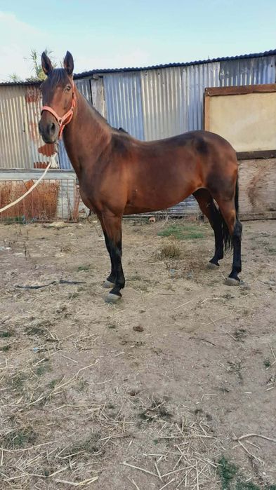 Vendo ou troco egua castanha