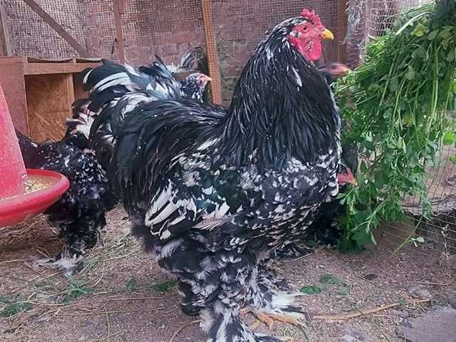 Яйце на інкубацію.Курчат.Брама  лососева, колумбійське золото, мрамор.