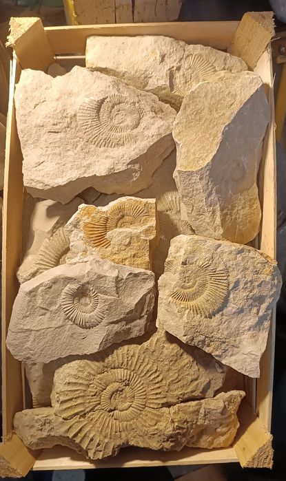 Amonity jurajskie - dużo.