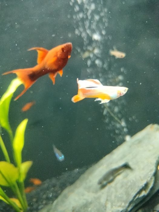 gupiki rybki akwariowe