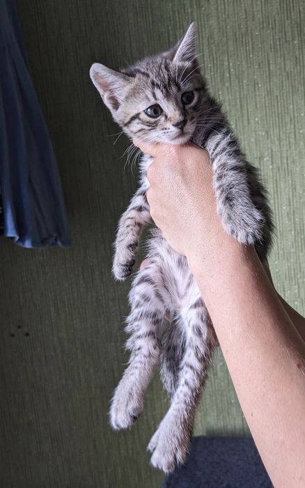 Солнышковый тигр