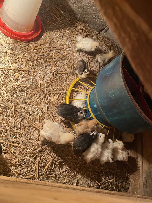 Kury kurczaki jajka legowe