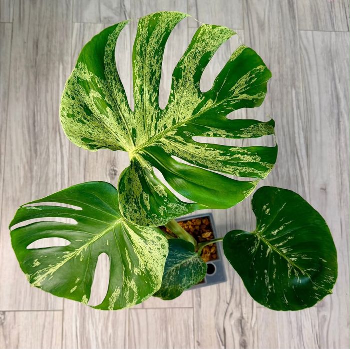Monstera Bulbasaur