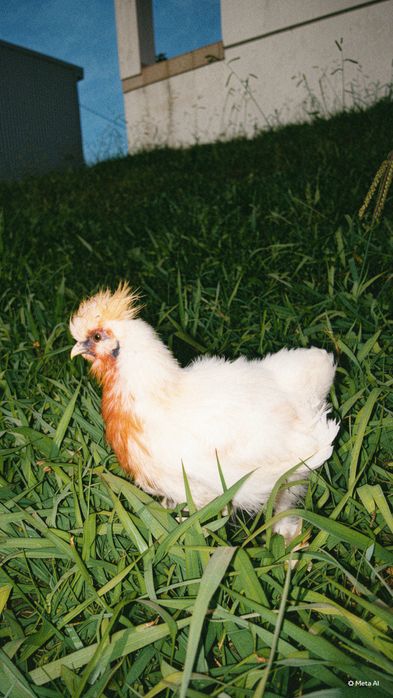 Venda ou troca cruzamento com sedosa do Japão
