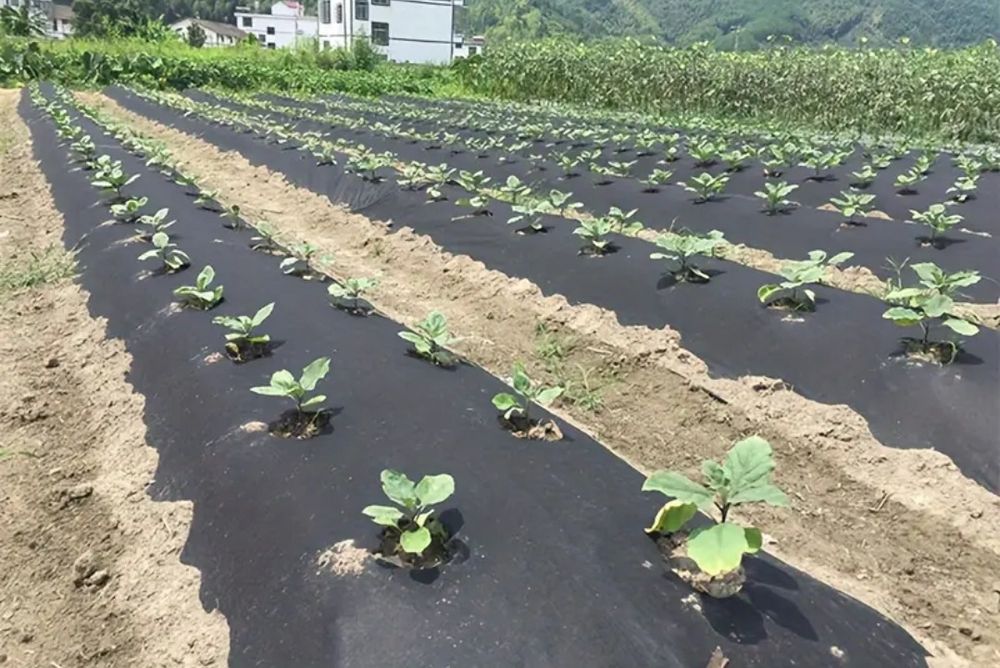 Agrowłóknina  P100g do ściółkowania (POLSKA MOCNA) UV + ELASTOMER