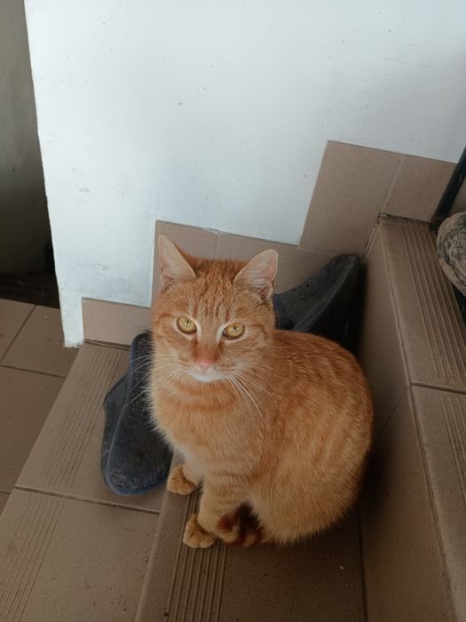 Oddam młodego kotka