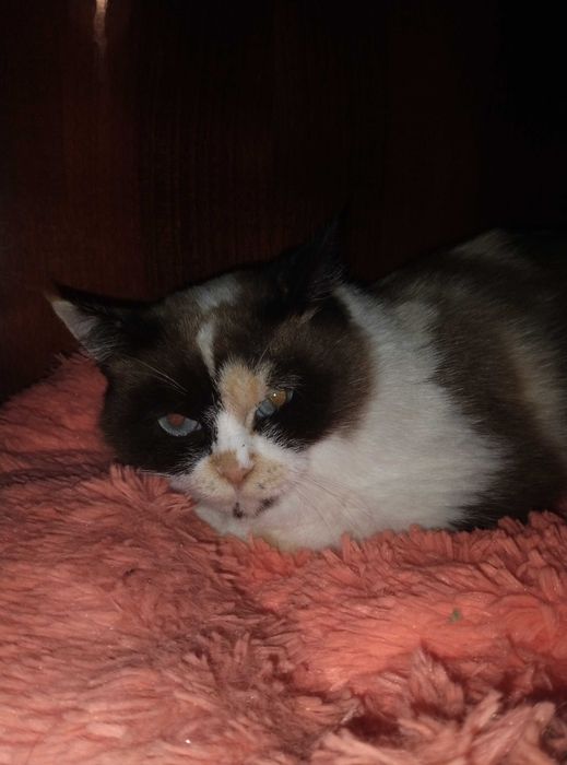 Голубоглазая красотка