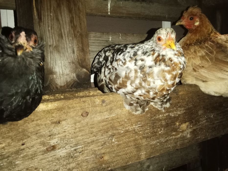 Garnizas Nagasaki e seramas