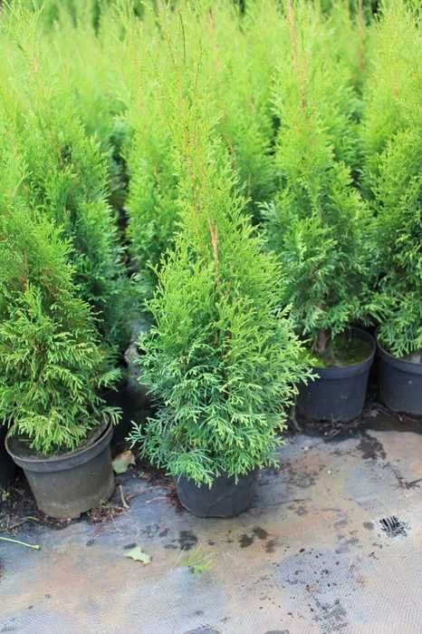 Tuja Szmaragd 80-120cm w doniczce 1,5 i 2l