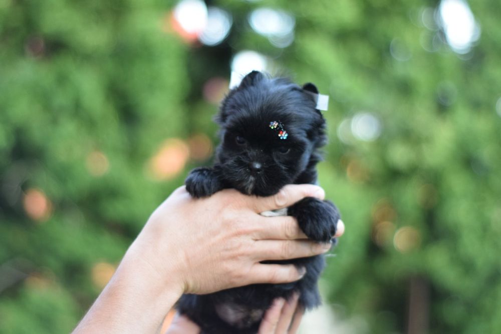 Кукольний малесенький хлопчик породи йорк