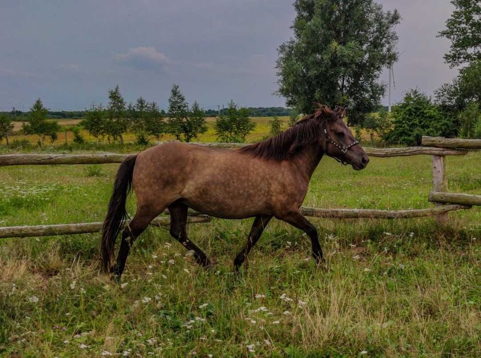 Klacz konik polski