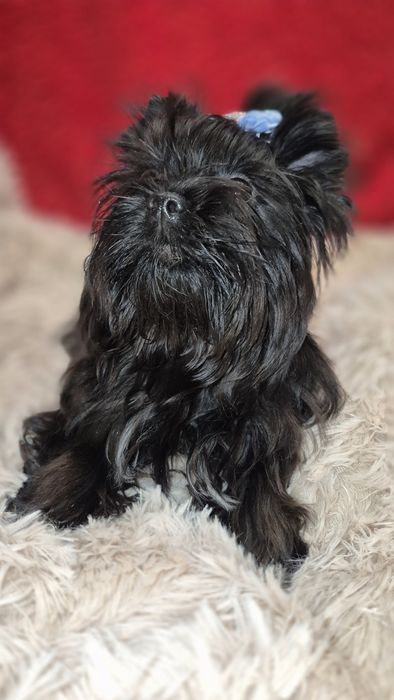 Yorkshire Terrier piesek do odbioru