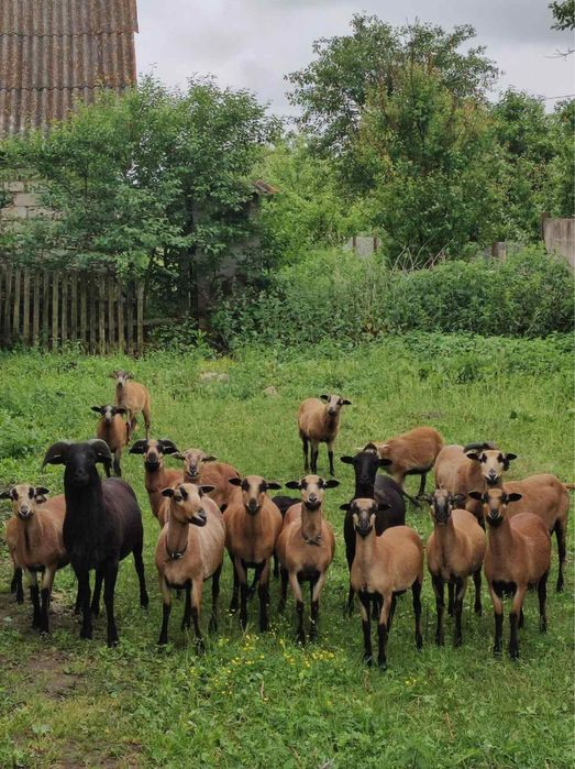 Вівці камерунські