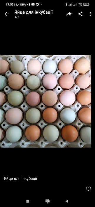 Опт інкубаційне яйце найкращі м'ясо-яєчні кольорові