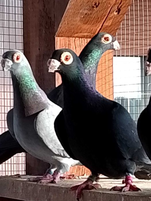 Brodawczaki podkarpackie