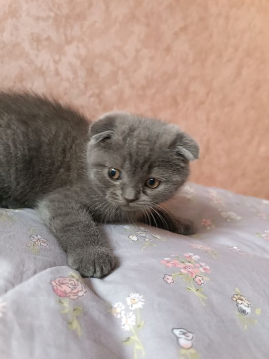 Шотландські кошенята