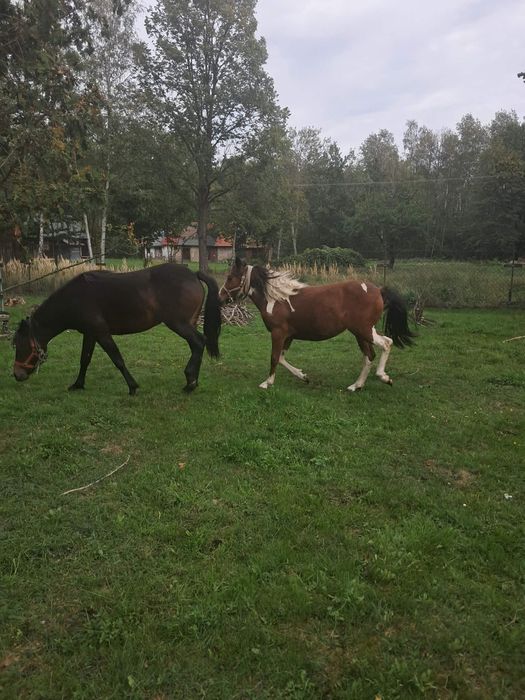 Sprzedam klucze huculskie
