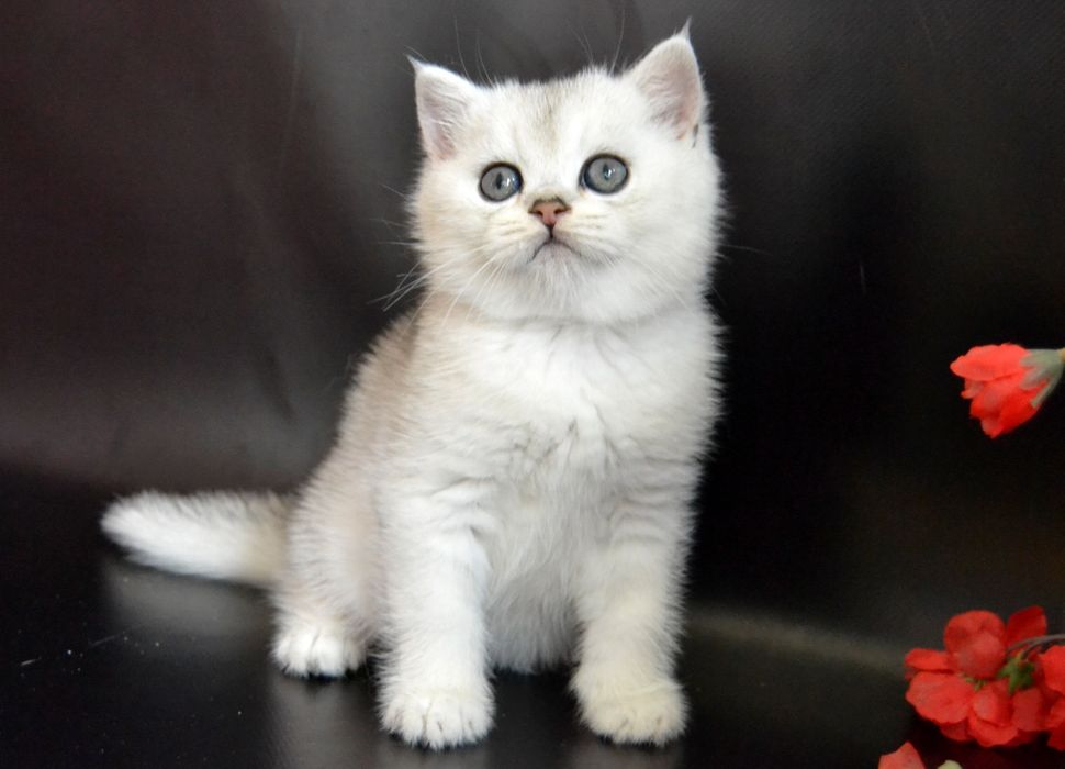 Суперовые клубные шиншиллы в серебре