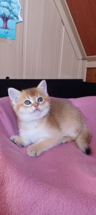 Золотая шиншила  мальчик
