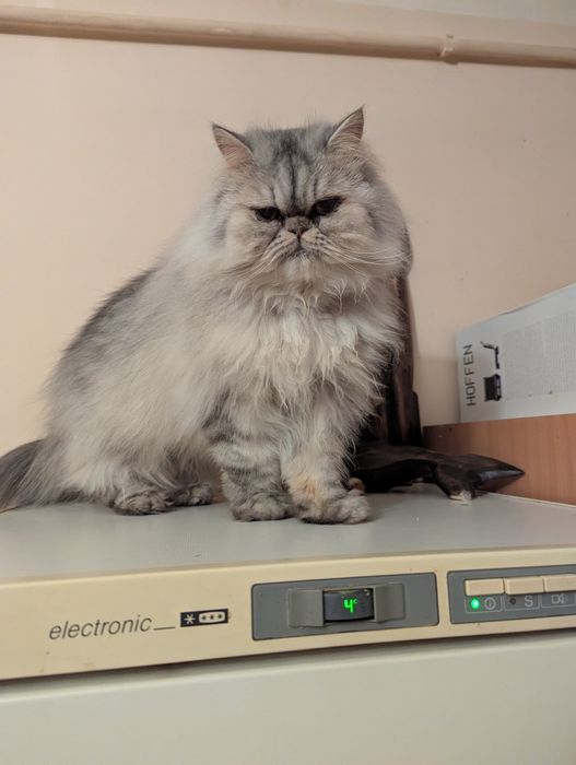 Kocurek perski pers persy kocięta perskie kot koty