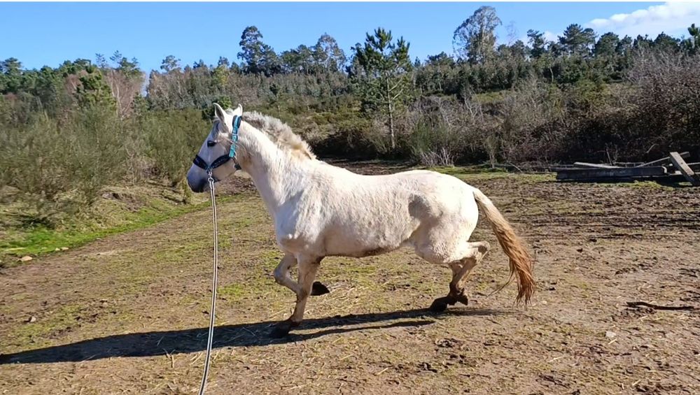 Para venda  ou trocacavalo PSL