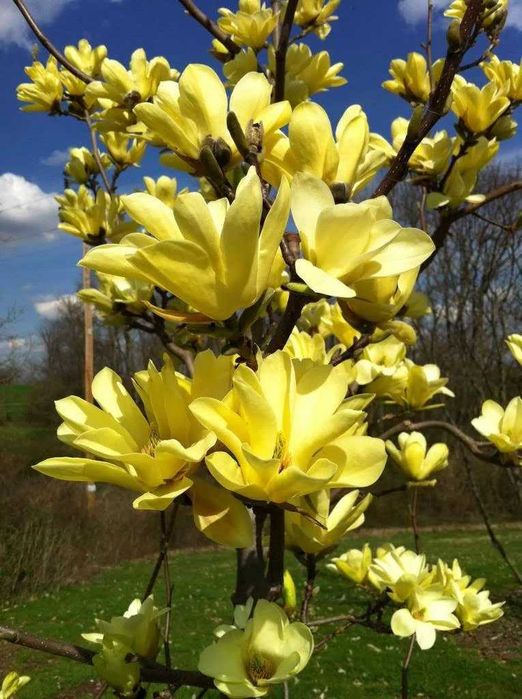 Магнолія Yellow bird, єлоу бірд, єлов бірд, йелоу бирд, жовтий птах, жовта пташка, дизайн, декор, озеленення