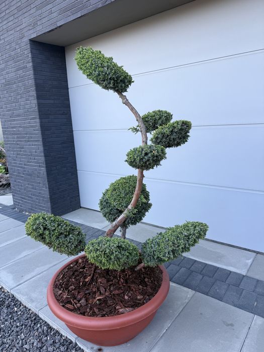 Bonsai jalowiec formowany