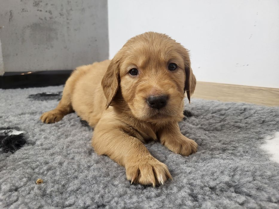 Samiec Golden Retriever ciemnozłoty do odbioru na początku lutego