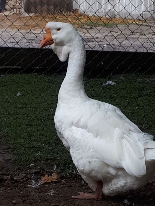 Гуси холмогоры..