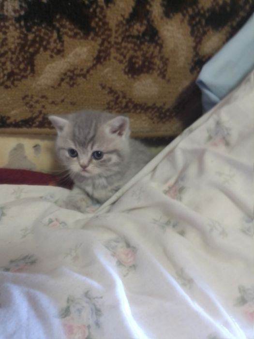 Шотландские котята